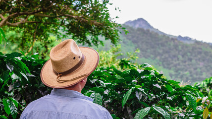 person in a hat coffee plants