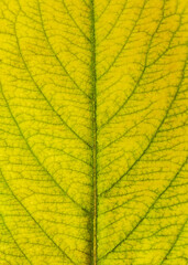 Naklejka na ściany i meble Yellow-green bright textured surface of a tree leaf. Close-up.