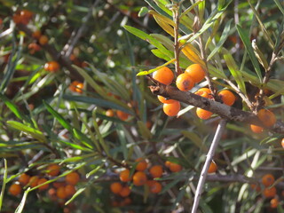 Orange fruit (Sea buckthorn) growing. This fruit is well know for its high vitamin levels, and is a very healthy food.