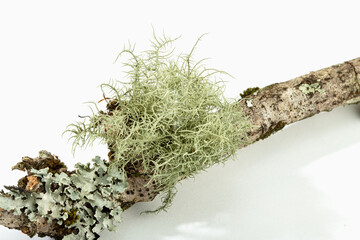 Lichen on tree branch isolated on white background