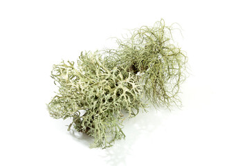 Branched lichen isolated on white background