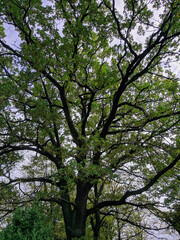 Fototapeta premium tree in the park