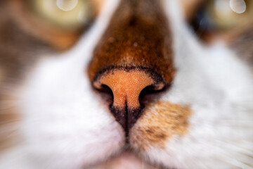 close up of a cat