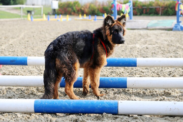 Photo of a black and tan long-haired german shepherd dog during horse training