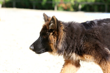 Photo of a black and tan long-haired german shepherd dog during horse training