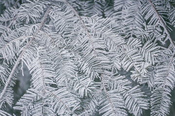 frozen fir tree branches 