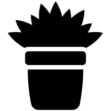 
A wide flowery like leaves in a pot depicting aspidistra elatior 
