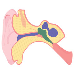 
Internal structure of ear canal is here for ear icon
