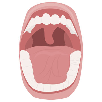 
Human mouth opened structuring teeth, tongue and uvula 
