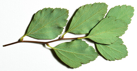 green branch leaf on white background