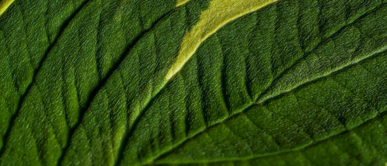 green leaf texture macro background