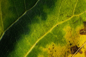 texture of green and yellow leaf with veins