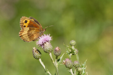 Graubindiger Mohrenfalter (Erebia aethiops)