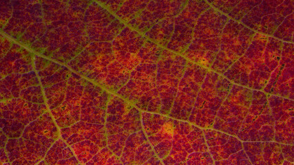 Obraz na płótnie Canvas maple leaf texture macro photo