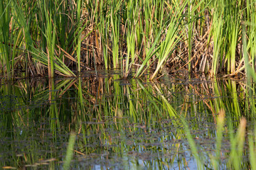 Cattail Plants Reflected in a Pond