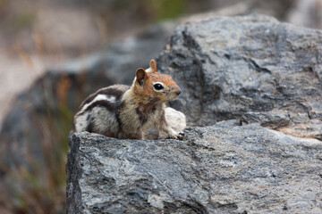 Chipmunk on Obsidian Rock