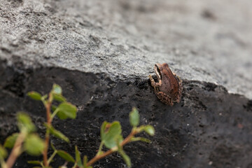 Small Brown Frog on a Wall