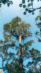 Obraz premium The green branches of the trees stretch towards the blue sky