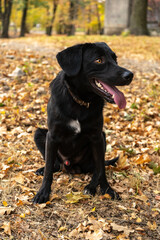 Big black mixed breed dog with a lot of yellow autumn leaves around. Dog walk in the park on the fall