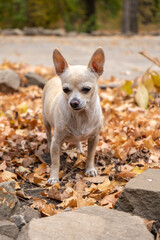 Chihuahua beige smooth-haired dog with a lot of yellow and red autumn leaves around. Dog walk in the park on the fall