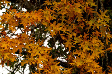 autumn oak leaves on the tree