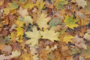 In autumn, the ground is covered with a carpet of yellow and brown maple leaves.