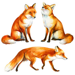 Cut foxes on white background, set of watercolor drawings of animals, fox for print