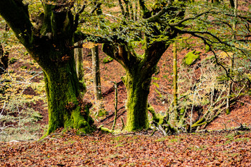 Naturaleza durante el paseo por Artikutza