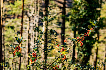 Fototapeta premium Naturaleza durante el paseo por Artikutza