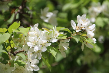 Dogwood In Bloom, Gold Bar Park, Edmonton, Alberta
