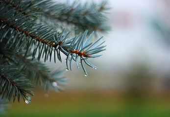 Naklejka na ściany i meble White spruce wet branch. Blurred bokeh background. Water drops. Grey-green needles. October weather. Natural pattern.
