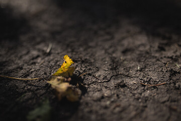 yellow leaf fallen on the ground
