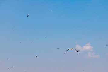 vultures flying in Jorbeer Conservation Reserve Area, Garhwala, Bikaner.