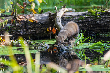 Pine Marten (Martes martes) close to water