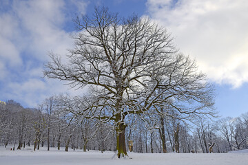 Old trees in winter, Park and deer park around the castle Hukvaldy, Czech Republic