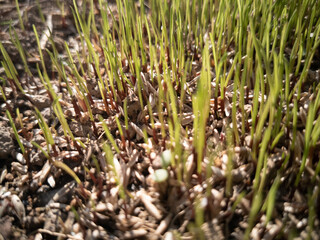 spring grass fresh nature fly