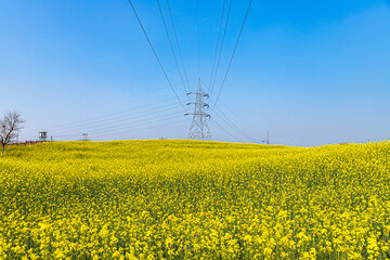The background color of mustard field,rajasthan,india