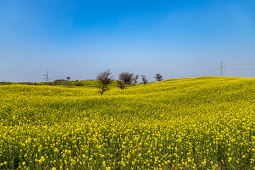 The background color of mustard field,rajasthan,india
