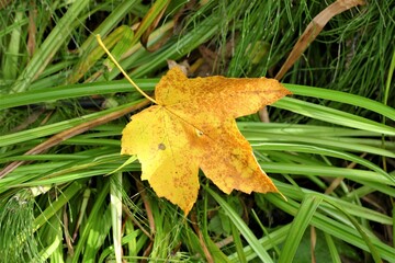 Yellow leaf on the ground in green grass