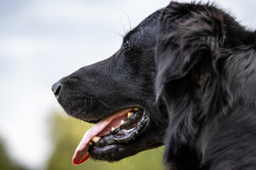 Fototapeta na wymiar Head shot portrait of a black Flat Coated Retriever dog running at a portrait photo shooting with blurred out background 