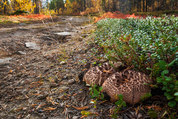 Brown mushrooms hiding in the grass by a road in a forest