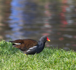 Moorhen at the lake