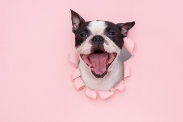 The happy and funny face of a Boston Terrier dog looks out through a hole in the pink paper. Creative.