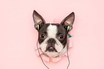 The head of a Boston Terrier with fashionable headphones stuck in its ears looks through a hole in the pink paper. musical, creative. Minimalism. Creative art.