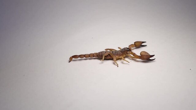 Scorpio
scorpion isolated.
scorpion on white background.
close up yellow scorpion.
closeup scorpion .
insects, insect, bugs, bug, animals, animal, wildlife, wild nature, forest, woods, garden, park