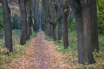 Walking path in a natural Park with fallen autumn leaves and tree trunks and space for copying