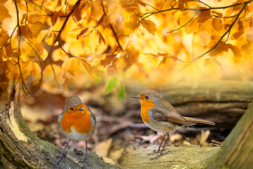 Red Robin (Erithacus rubecula) birds close up in a forest