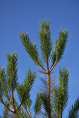 Green top of a pine tree with three branches against a blue sky