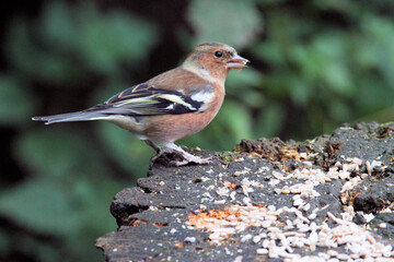 A close up of a Chaffinch
