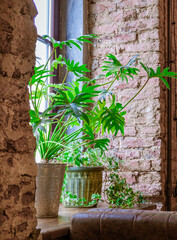 Beautiful green plants stand on a windowsill in an interior with a brick wall. Horizontal orientation, selective focus.